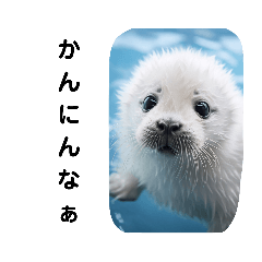 [LINEスタンプ] 京都弁なアザラシたち