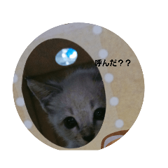 [LINEスタンプ] 私んちの子猫