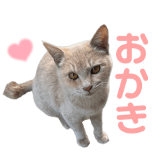 [LINEスタンプ] おかきのスタンプ⭐︎