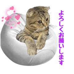 [LINEスタンプ] モカとビスのご機嫌な毎日 ver.2