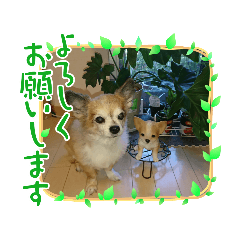 [LINEスタンプ] 愛犬のモカの日常