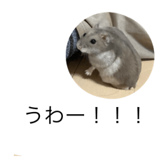 [LINEスタンプ] 毎日使える！ハムスタンプふぁいぶ(5)