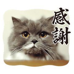 [LINEスタンプ] スコティッシュのアラレちゃんスタンプ