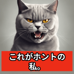 [LINEスタンプ] 生意気なブリティッシュショートヘアー