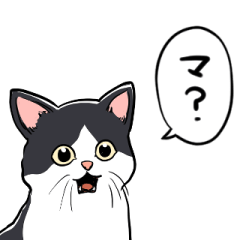 [LINEスタンプ] びっくりした猫(ハチワレ)