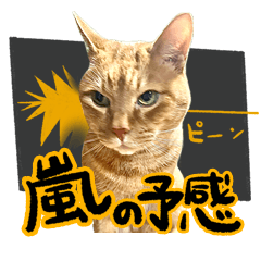 [LINEスタンプ] 茶トラねこアラシ