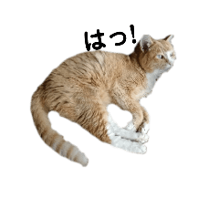 [LINEスタンプ] 茶トラ猫の日常のスタンプ