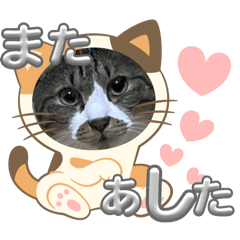[LINEスタンプ] ねこちゃんスタンプ（また明日）