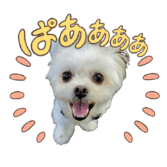 [LINEスタンプ] らんまるちゃん3