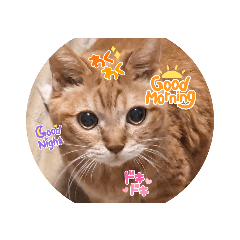 [LINEスタンプ] 猫のさえ