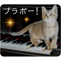 [LINEスタンプ] テヌレオポン子猫ポンチキ音楽家Ver.