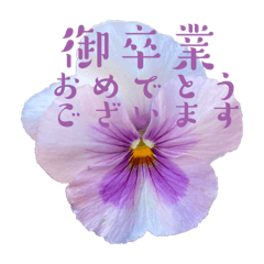 [LINEスタンプ] 花を添えて！おめでとうございます24