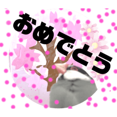 [LINEスタンプ] 桜文鳥わすけ めでたいわす【改訂版】