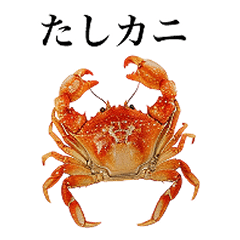 [LINEスタンプ] 蟹 スタンプ