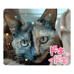 [LINEスタンプ] サビ猫ななち怖顔動くスタンプ