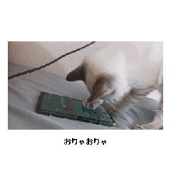 [LINEスタンプ] 私んちの猫パート2