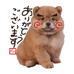 [LINEスタンプ] ぅちのゎんころ日常①