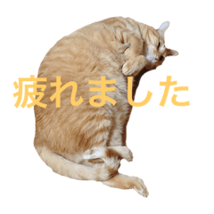 にゃんにゃんにゃんこ1 | LINEスタンプ | nyan