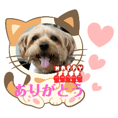 [LINEスタンプ] ハッピーちゃんいつもニコニコ笑顔編