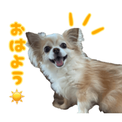 [LINEスタンプ] ちわちわもーちゃん