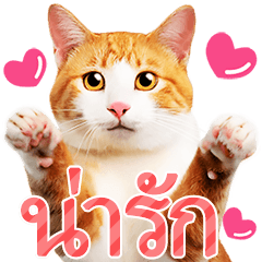 [LINEスタンプ] 【タイ語】気持ちを伝える♡かわいい茶白猫の画像（メイン）