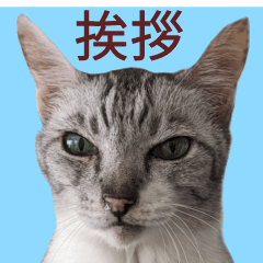 [LINEスタンプ] 【バリ島の保護猫ちゃん】超小さいスタンプの画像（メイン）
