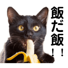 [LINEスタンプ] 黒猫バナナんでぃ