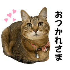 [LINEスタンプ] 5匹の猫たちの日常スタンプ