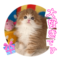 [LINEスタンプ] ねこまーち トレジャードプリンス