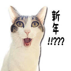 [LINEスタンプ] 白キジ猫ぼっちゃんのお正月2