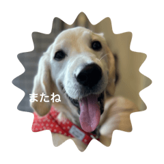 [LINEスタンプ] いたずらシェリーの楽しい毎日¨̮♡︎