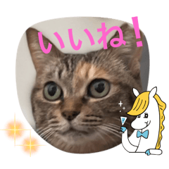 [LINEスタンプ] あんずちゃん其の12