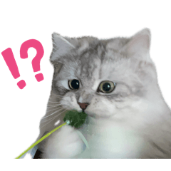 [LINEスタンプ] うちのねこ 雪若丸1