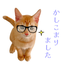 [LINEスタンプ] ♡茶トラな日々♡