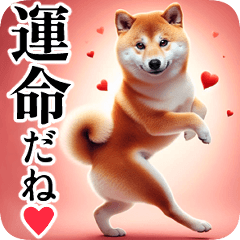 [LINEスタンプ] 柴犬【リアル②】恋する❤️多めな柴ちゃん