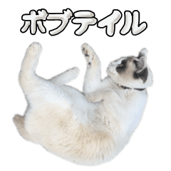 [LINEスタンプ] ボブテイル猫のリアルスタンプ