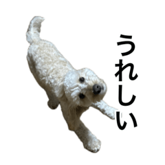 [LINEスタンプ] HIME 〜ひめと野良猫〜 Ver.3