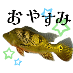 [LINEスタンプ] 愉快なキクラたち(ピーコックバス)