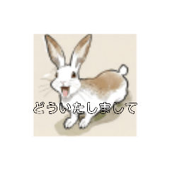 [LINEスタンプ] 白茶うさぎの使いやすいスタンプ