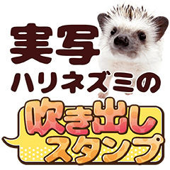 [LINEスタンプ] 日常使いできるハリネズミの吹き出し