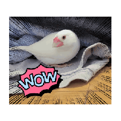 [LINEスタンプ] ねこと文鳥