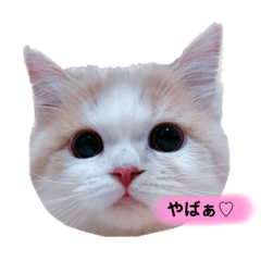 [LINEスタンプ] Princess Lilychan
