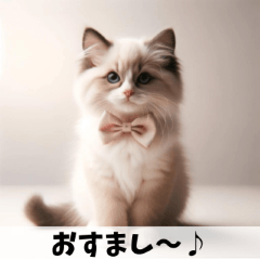 [LINEスタンプ] ラグドールのふしぎな冒険