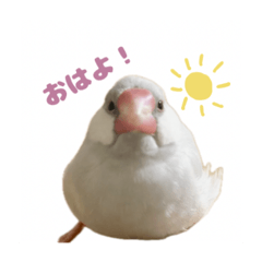 [LINEスタンプ] ゆる文鳥。