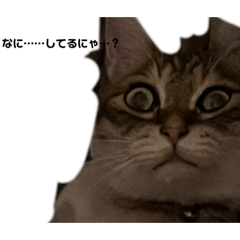 [LINEスタンプ] 顔が腹立つ猫第3弾の画像（メイン）