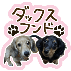 [LINEスタンプ] うちの愛犬ダックスフンド