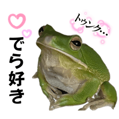 [LINEスタンプ] クツワアメガエル(名古屋弁)