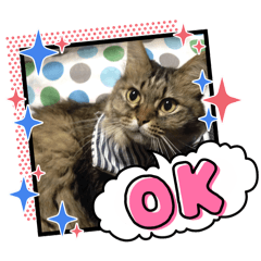 [LINEスタンプ] うち猫ฅ^•ω•^ฅ