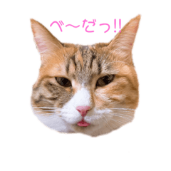 [LINEスタンプ] とうふとぽんずのにゃんスタンプ