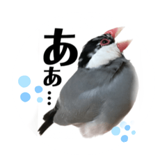 [LINEスタンプ] 桜文鳥わすけ わすけに相談【改訂版】